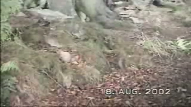 My orgasm in the woods!