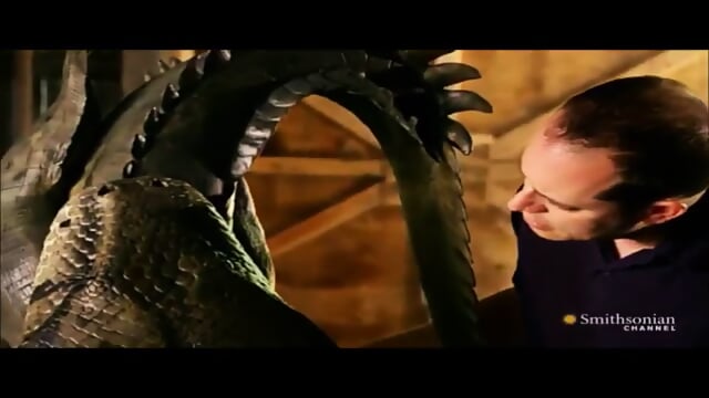 Titanoboa Vs Megalodon