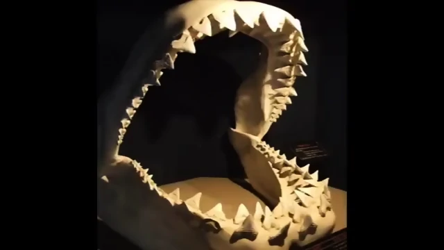 Megalodon And Sharks