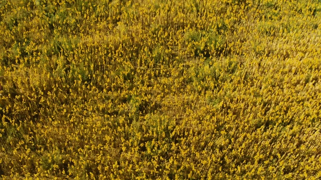 Baadd.Tiimess.Att.Ell.Royyalle.2018