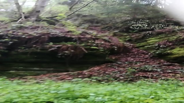 a morning walk in the woods