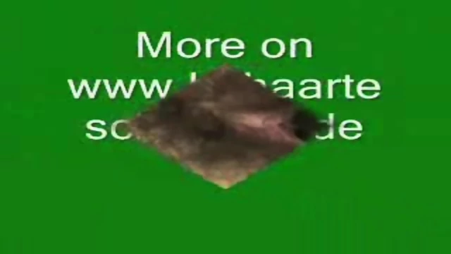 German hairy Bitch plays with Cucumber